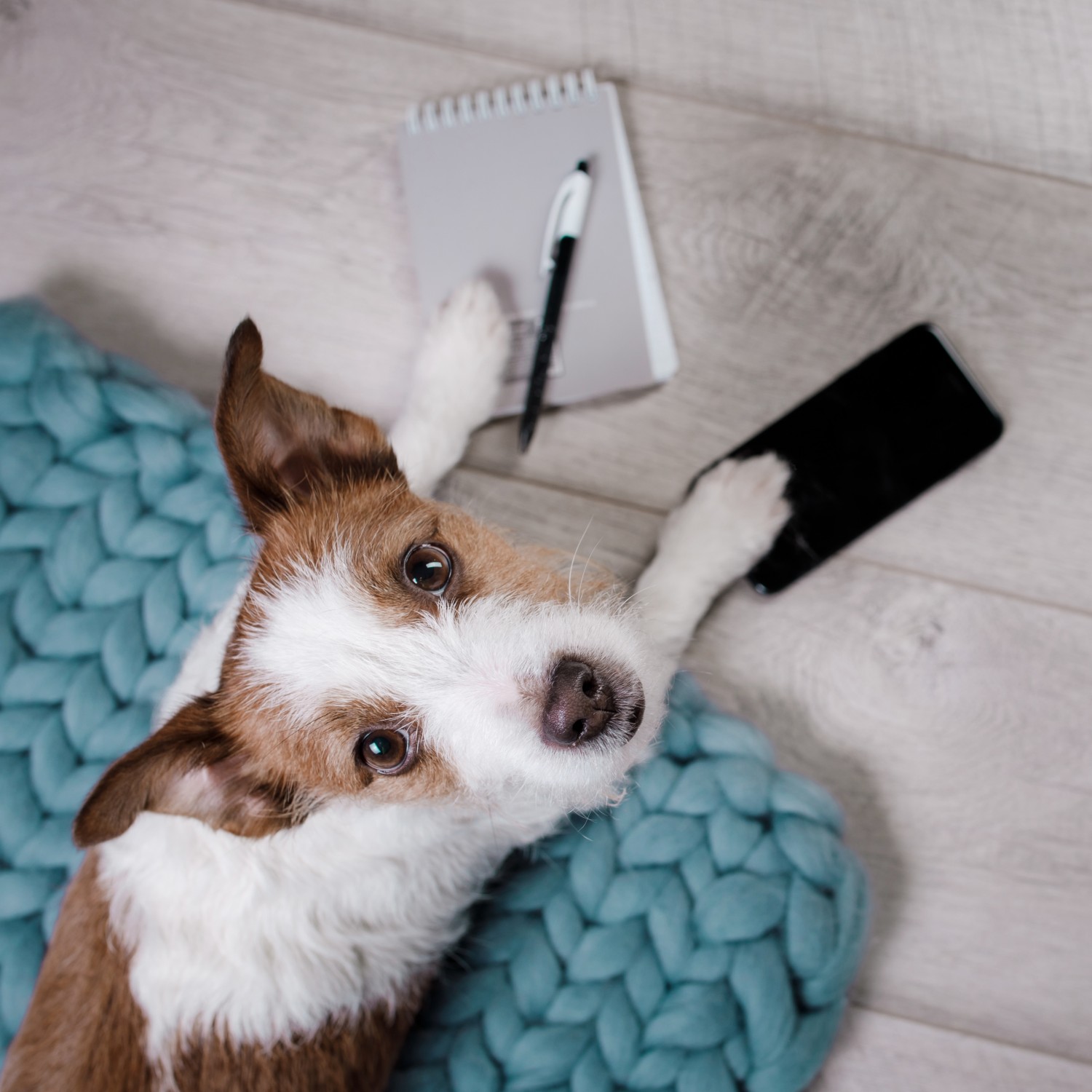 Dog with Phone and Paper