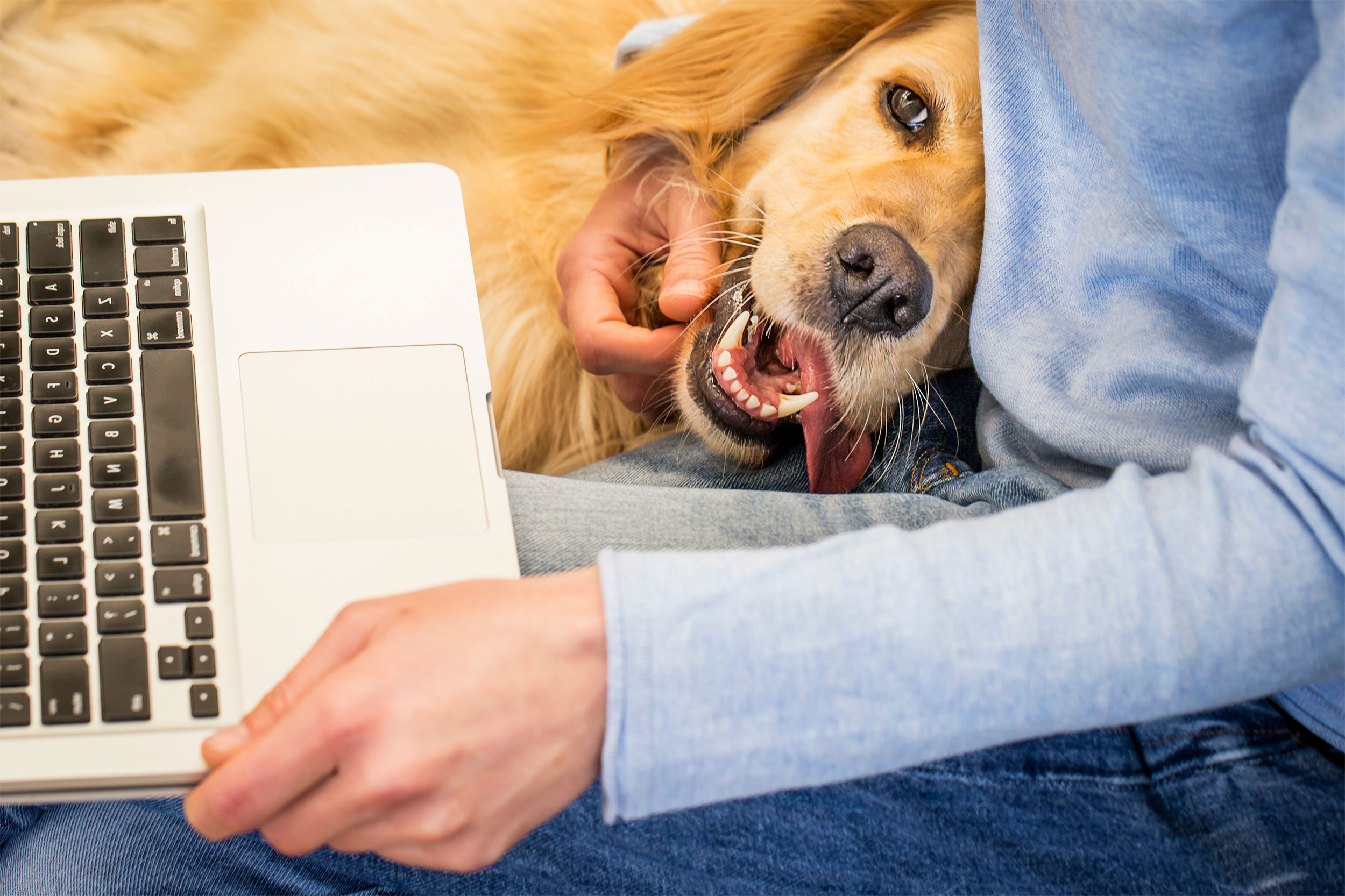 Person with Dog and Computer